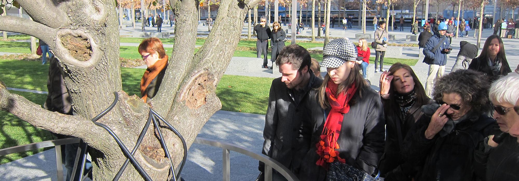 Survivor Tree at the National September 11 Memorial, New York, NY