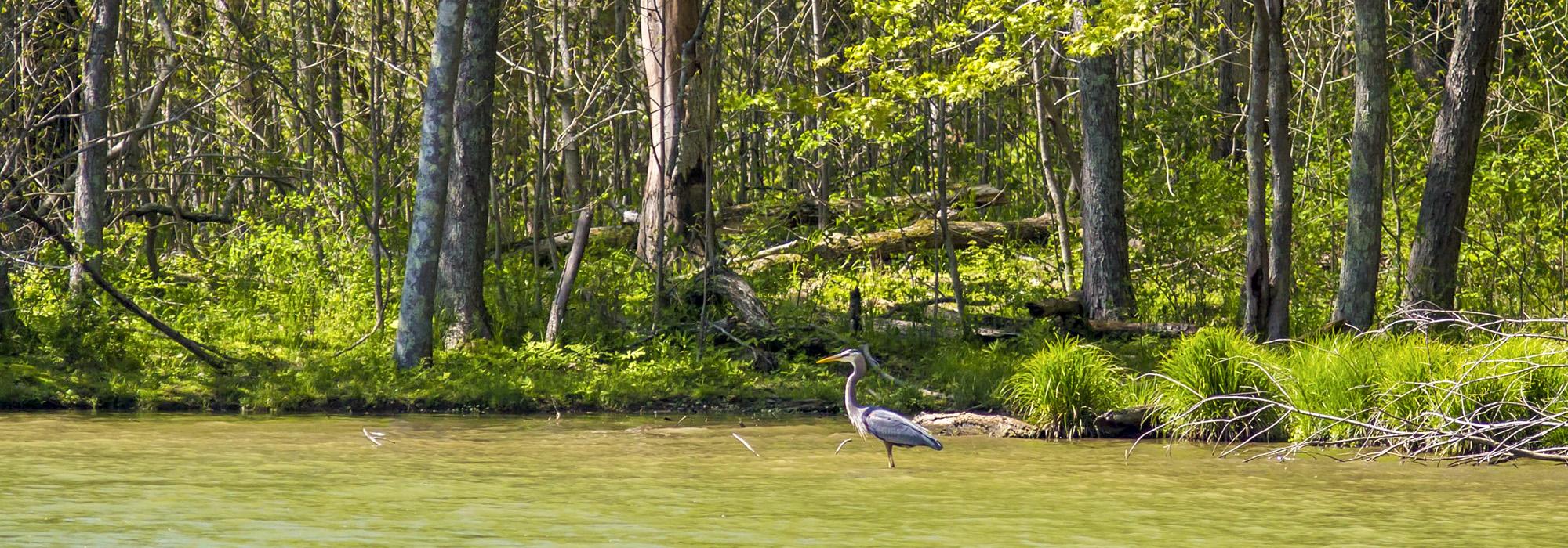 Radnor Lake, Nashville, TN