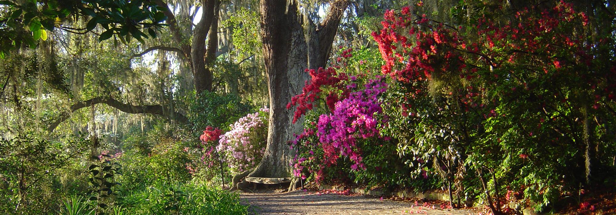 Magnolia Plantation, SC