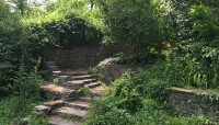 Garden steps, ivy growing on a stone wall, trees and shrubs.