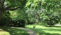 Flagstone path curving through a grassy lawn shaded by trees.