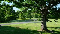 Tree in right foreground, lawn and path in background