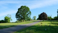 Winding path, grass on either side, trees in background