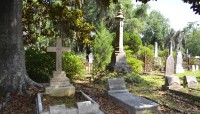 Tree and grave markers