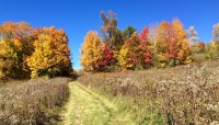 Central path through a meadow leading to a grove of autumnal trees