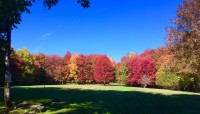 Shady clearing lined by autumnal trees