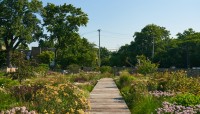 Boardwalk in the center flanked by flowering plants.