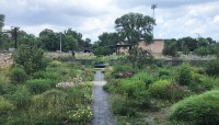 Pathway in the center, plants on either side with trees in the background.