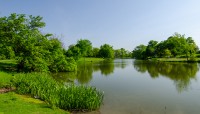 Lake bordered by lush trees and grasses