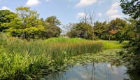 Pond with lush grasses and trees around
