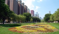 View of flowers on lawn with buildings behind
