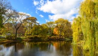 Pond with trees all around