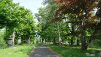 Path in center, trees and grave markers on either side