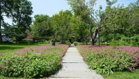 Central path with flowering shrubs on either side; trees in distance