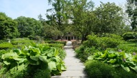 Central path with plants and box hedges on either side