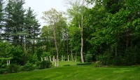 Sloping lawn with trees and shrubs