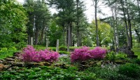 Sloping garden with blooming shrubs and trees in the background