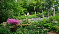 Garden in bloom