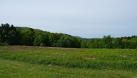 Broad field with trees and mountains in the background