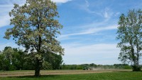 Tractor plows a field; two large trees in foreground