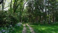 Central path leads into a wood; flowering shrubs on the left