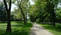 Dirt path leads through an allee of trees, lawn on either side