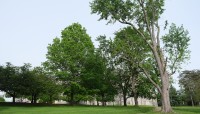 Trees situated on a broad lawn