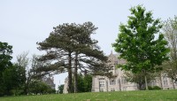 Trees in the foreground with academic buildings behind