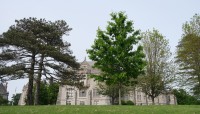 Trees in the foreground with academic building behind