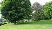 Sloping lawn with trees, buildings in the background