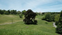 Rolling hills punctuated by trees; intersecting pathways