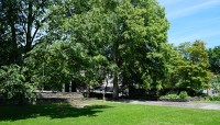 Open lawn with trees and a raised flagstone terrace on the left