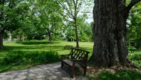 Bench under a tree