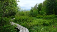 Winding boardwalk leads through marsh; mountains in the distance