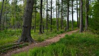 Path leads diagonally through a grove of trees; moss on the ground