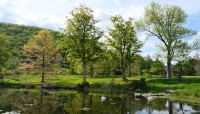 Pond with swans; lined by trees; hills in the distance