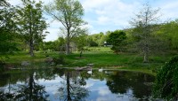 Pond with swans lined by trees; gazebo and hills in background