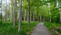 Pathway leads through a grove of trees