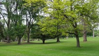 Hilly lawn with trees