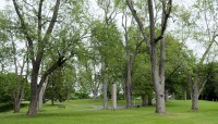 Trees on hilly lawn