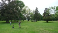 People throw frisbee on lawn with trees
