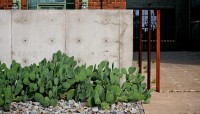 Concrete wall with cacti in front