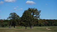 Golfers and golf cart on course; trees in center and background