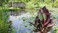 Kenilworth Aquatic Gardens, Washington, DC