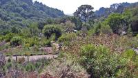 Strawberry Canyon, Berkeley, CA