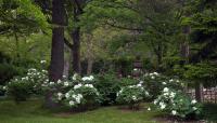 Linwood Gardens, Pavilion, NY