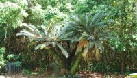 Palm Cottage Gardens, Gotha, FL 