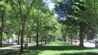 Commonwealth Avenue Mall