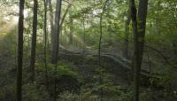 Sanctuary Woods, Ravine and Asylum Stairs