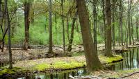 Branch Brook Park, Newark, NJ 